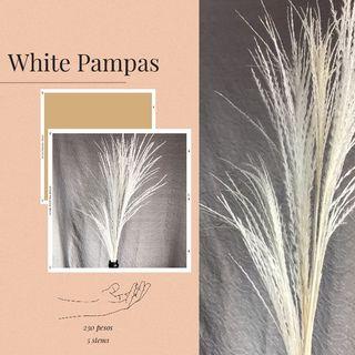 White pampas