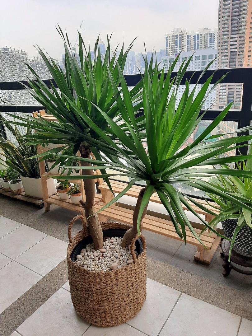 Yucca Plant With Rattan Basket Planter Gardening Flowers Plants On Carousell