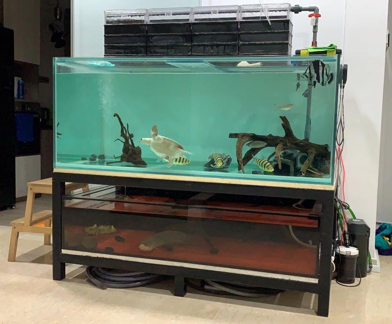 Aqueon Standard Glass Aquarium Tank 40 Gallon Breeder Petco, 53 OFF