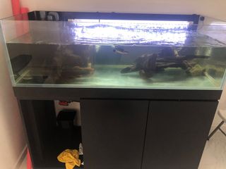 (Category: ) located in . Submitted by blackbishop (Listing ID 1020614044, Image 1). Description: .