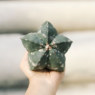 （分類：）位於 。 由 pristinelai 提交（商品編號 1020706027，圖片 1）。簡介： 。