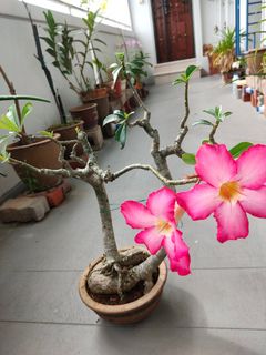 (Category: ) located in . Submitted by fayth_tan (Listing ID 1020561207, Image 1). Description: .