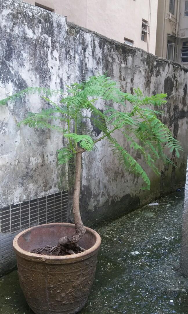 藍花楹 Jacaranda 傢俬 家居 園藝 土壤和肥料 Carousell