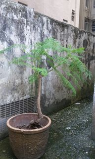 （分類：）位於 。 由 mc2019green 提交（商品編號 1020546288，圖片 1）。簡介： 。