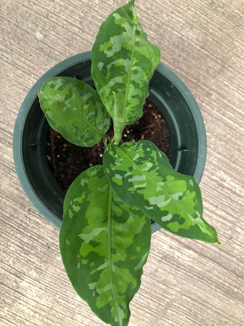 Aglaonema Pictum Tricolor Variegated Furniture Home Living Gardening Plants Seeds On Carousell