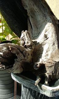 Aquarium Drift Wood