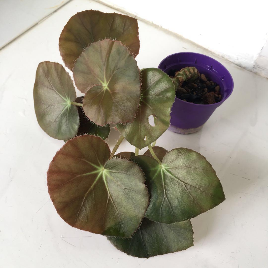 Begonia erythrophylla (Beefsteak Begonia), Furniture & Home Living,  Gardening, Plants & Seeds on Carousell