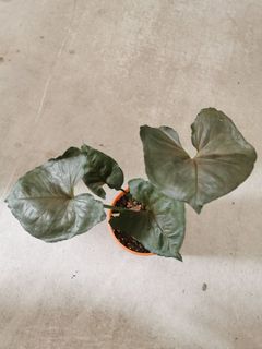 (Category: ) located in . Submitted by icra.les (Listing ID 1020604551, Image 1). Description: .