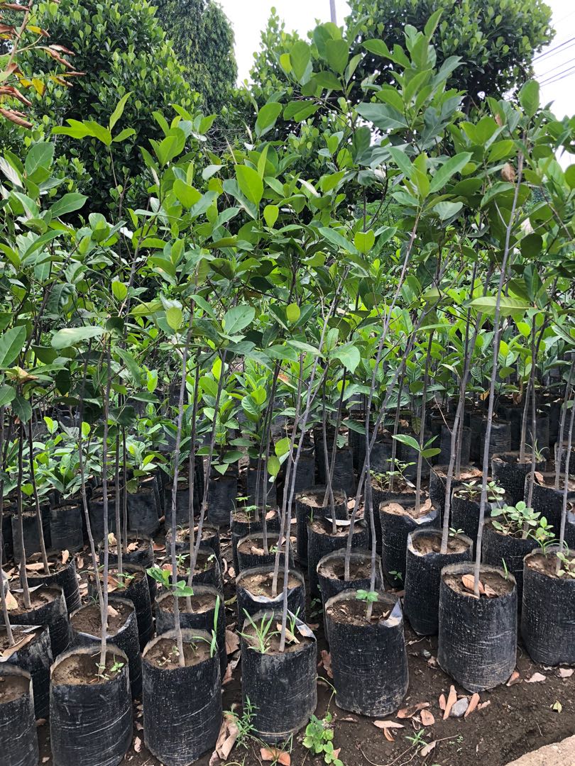 Eviarc Sweet Jackfruit for sale, Furniture & Home Living, Gardening