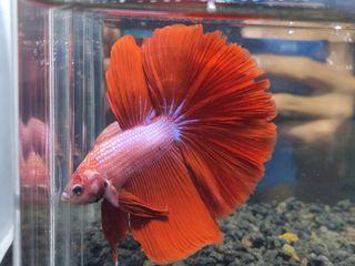 Barang Ghia Betta Junior Dijual Di Carousell