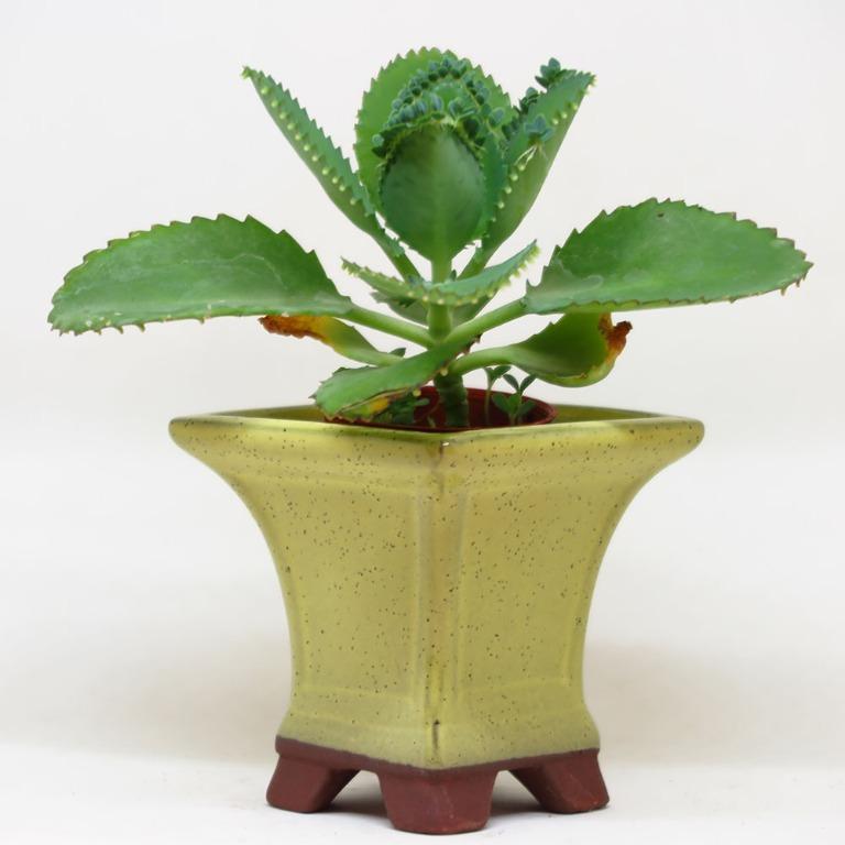 Mini Square Planter Pot Succulent Yellow Mustard Gardening Pots Planters On Carousell