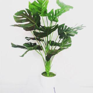 Monstera Plant Home Decor Carousell Malaysia