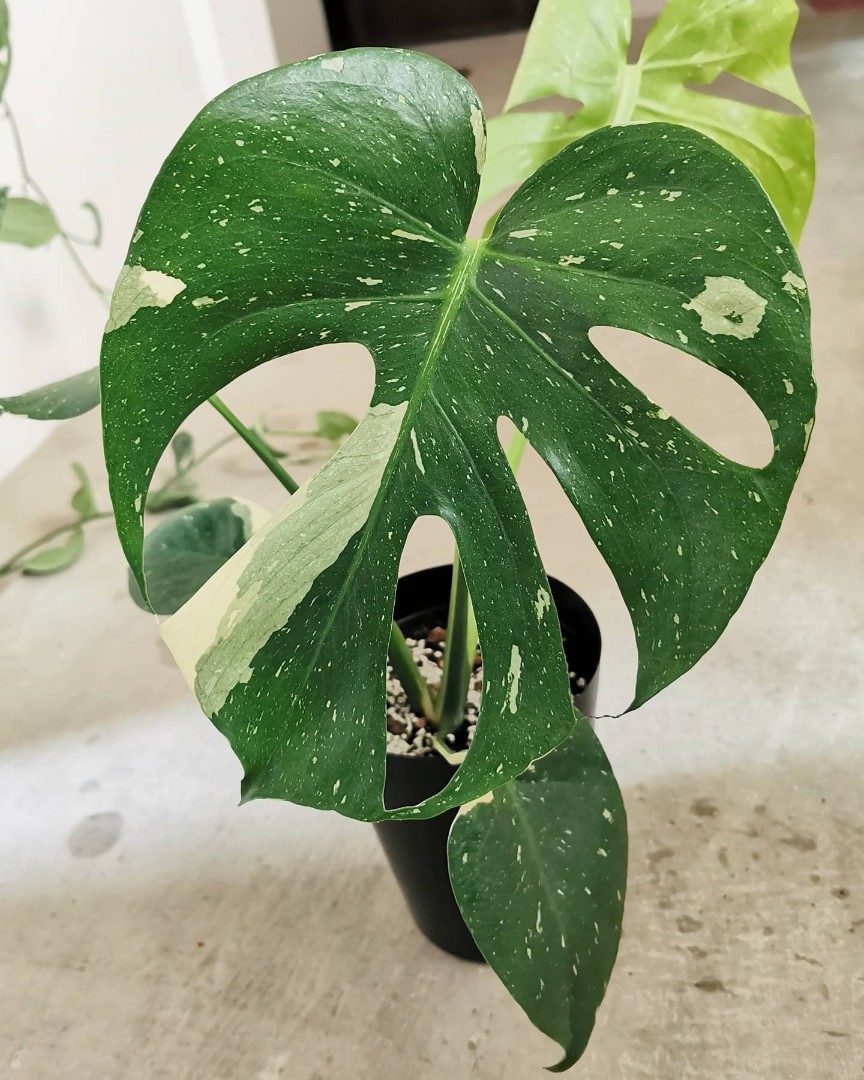 Monstera Thai constellation (rare variegated plant ...