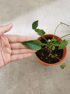 (Category: ) located in . Submitted by icra.les (Listing ID 1020605122, Image 1). Description: .