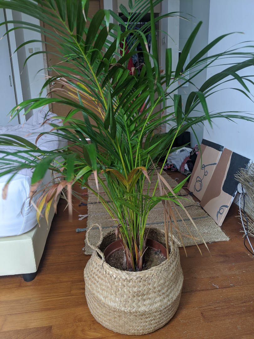 Plant in Ikea basket, Furniture & Home Living, Home Decor, Artificial