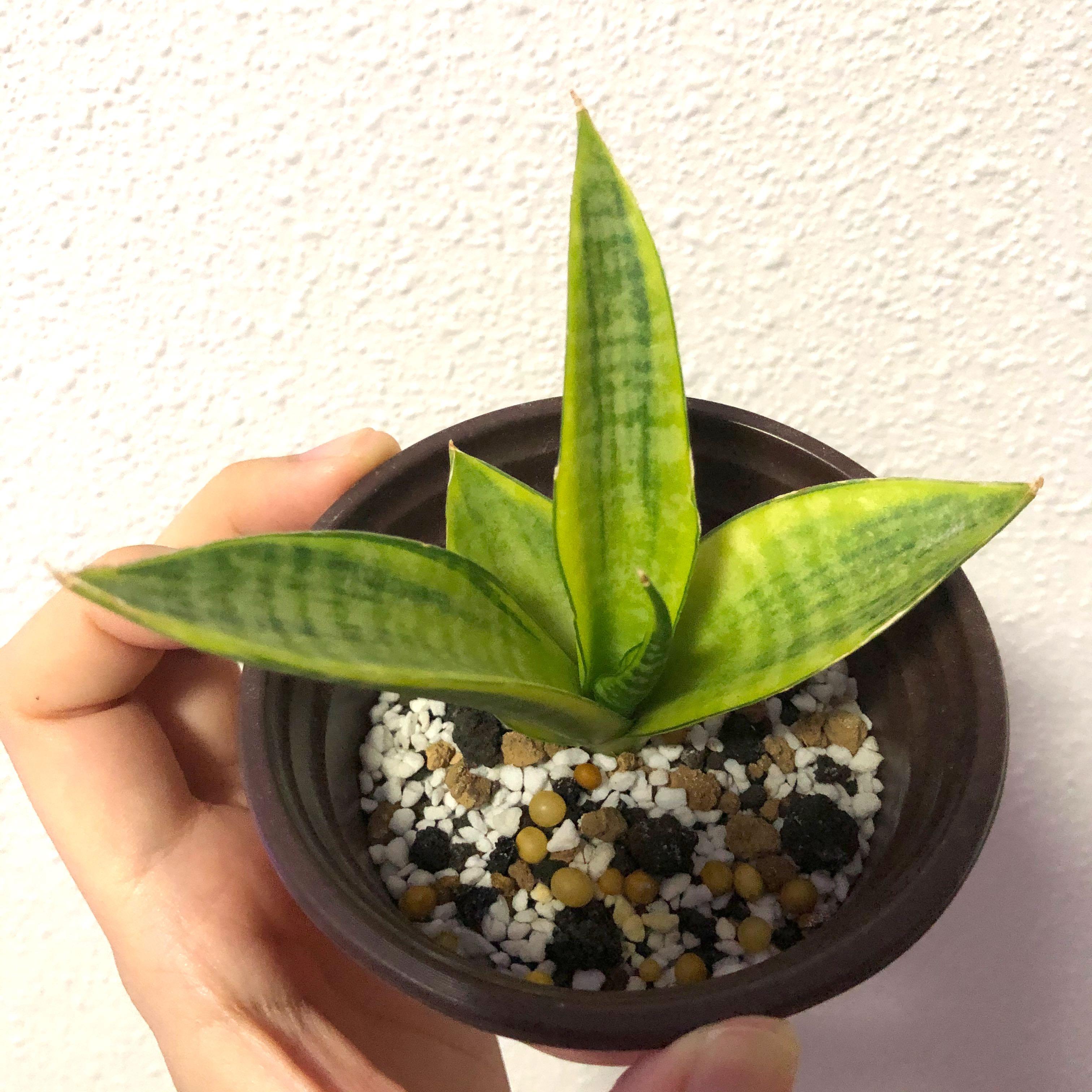 Rare Hybrid Sansevieria Cordova Variegated, Gardening ...