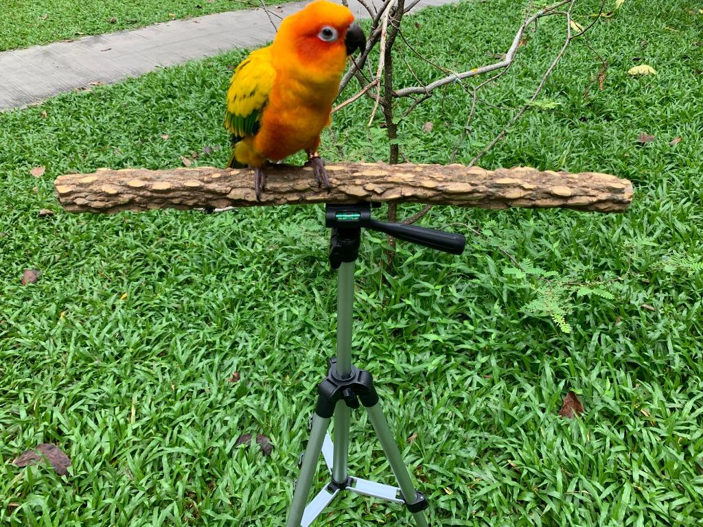 Retractable Outdoor Tripod Bird Parrot Training Stand Perch Pet
