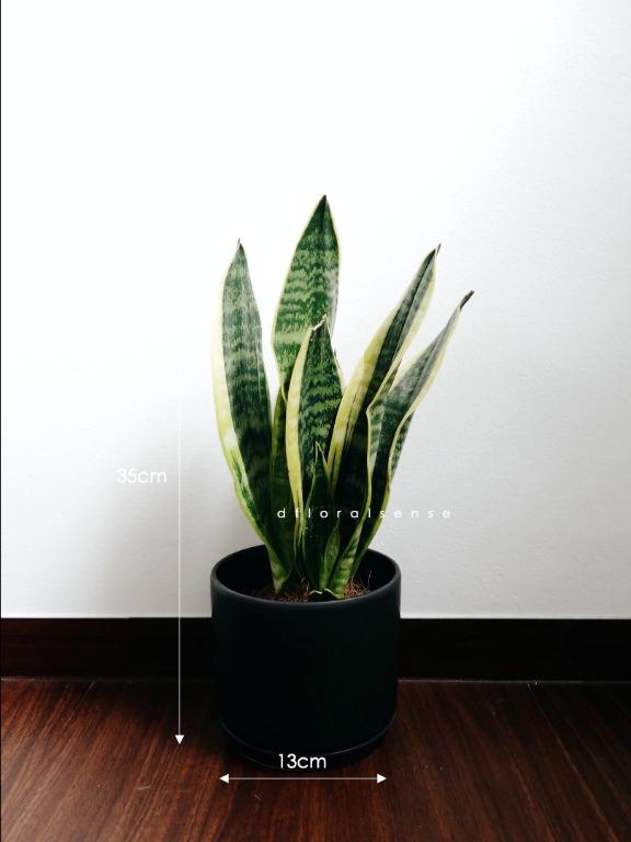 Snake Plant (Dracaena Trifasciata) in Ceremic Pot ...