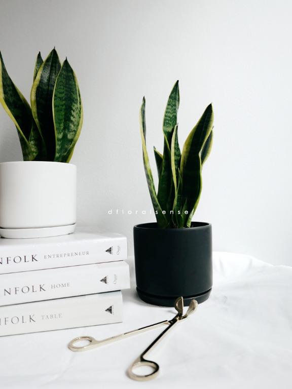 Snake Plant (Dracaena Trifasciata) in Ceremic Pot ...