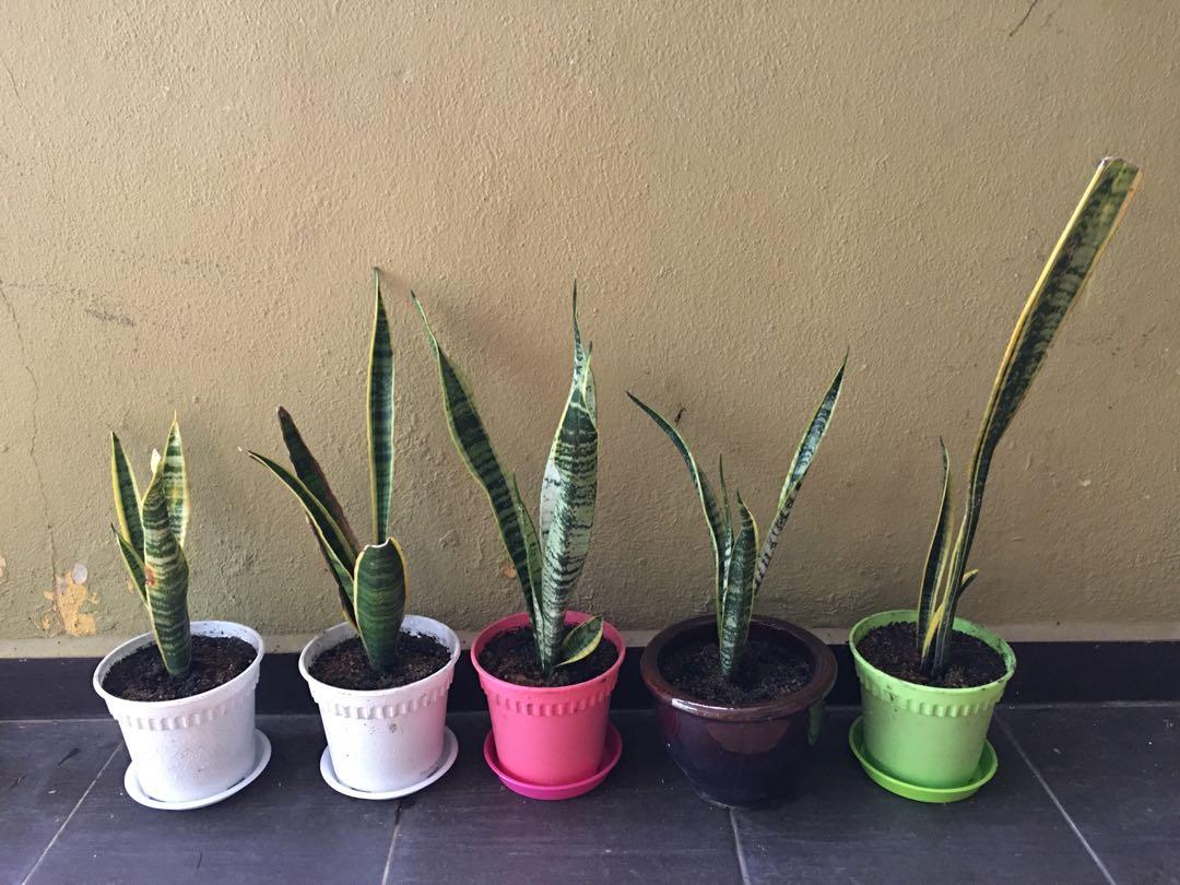 Snake Plant Pokok Lidah Jin Home Furniture Gardening On Carousell