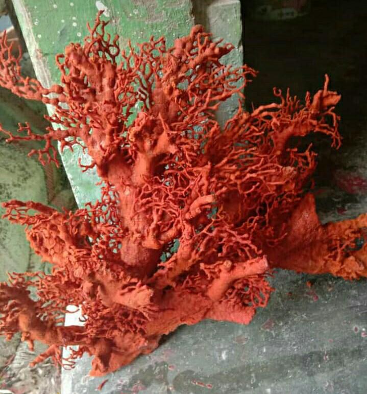Tasbih Marjan Langka Asli Laut Natuna Batu Karang Merah Red Coral 99 Butir 100 Tembus Cahaya High Quality Vintage Collectibles Vintage Watches Jewelry On Carousell