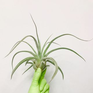 （分類：）位於 。 由 alalaal 提交（商品編號 1020700488，圖片 1）。簡介： 。