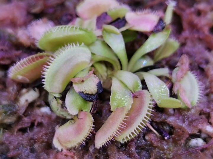 Venus Flytrap Alien Gardening Flowers Plants On Carousell