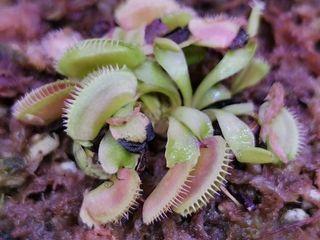 Venus Flytrap View All Venus Flytrap Ads In Carousell Philippines
