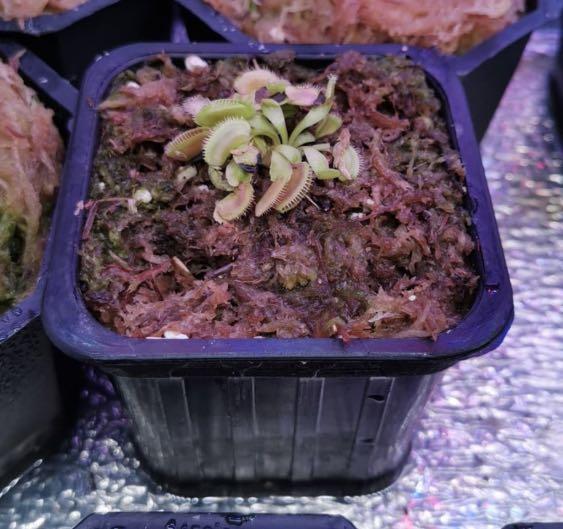 Venus Flytrap Alien Gardening Flowers Plants On Carousell
