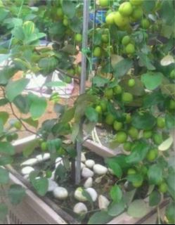 Anak Pokok Bidara Epal Jumbo Home Furniture Gardening On Carousell