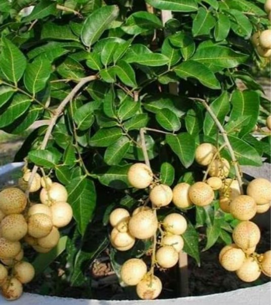 Free Shipping Pokok longan buah besar pingpong kawin, Home 