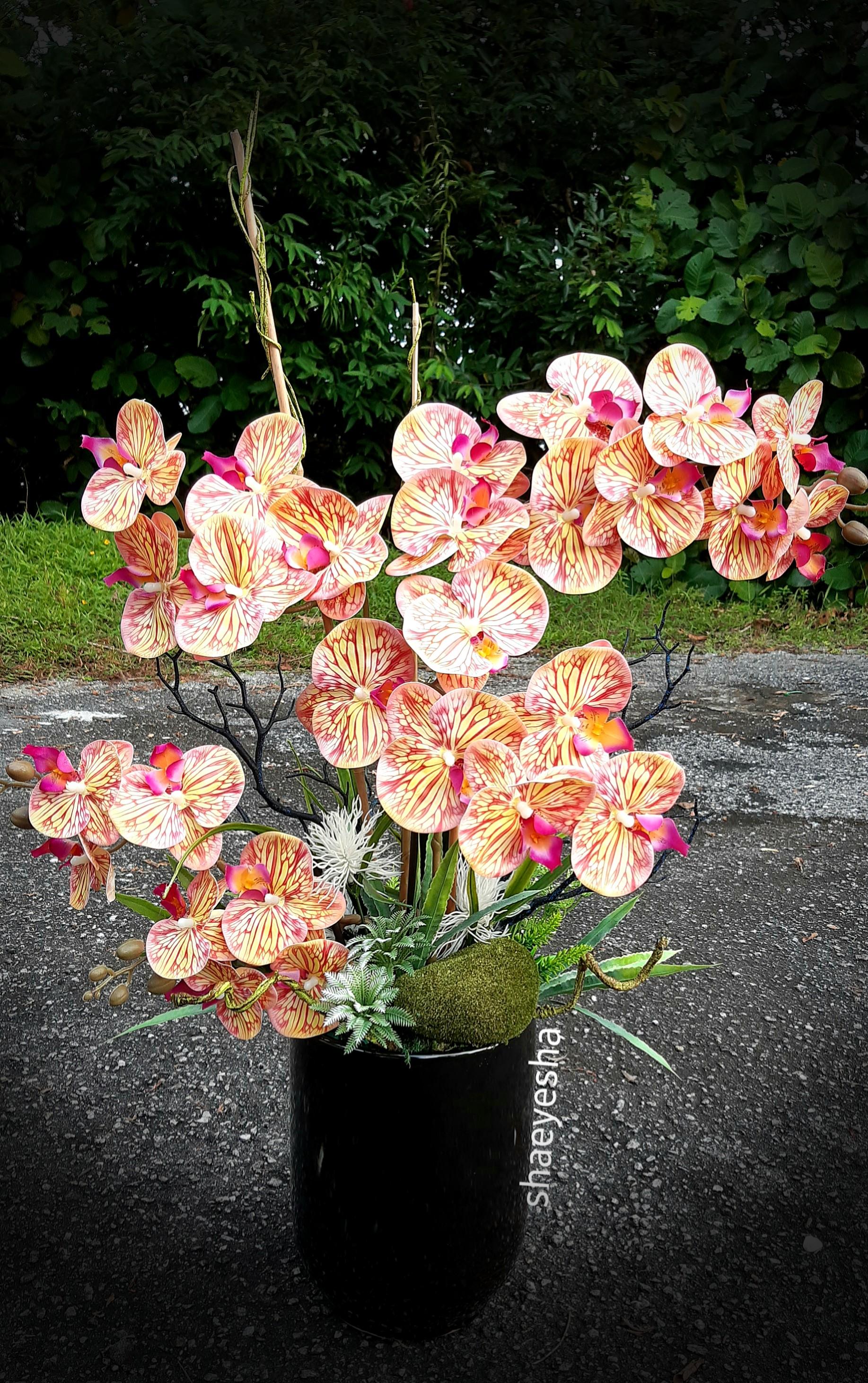 Orkid Cantik Home Furniture Gardening On Carousell