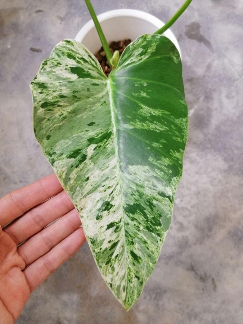 Philodendron Giganteum Variegata Furniture Home Living Gardening Plants Seeds On Carousell
