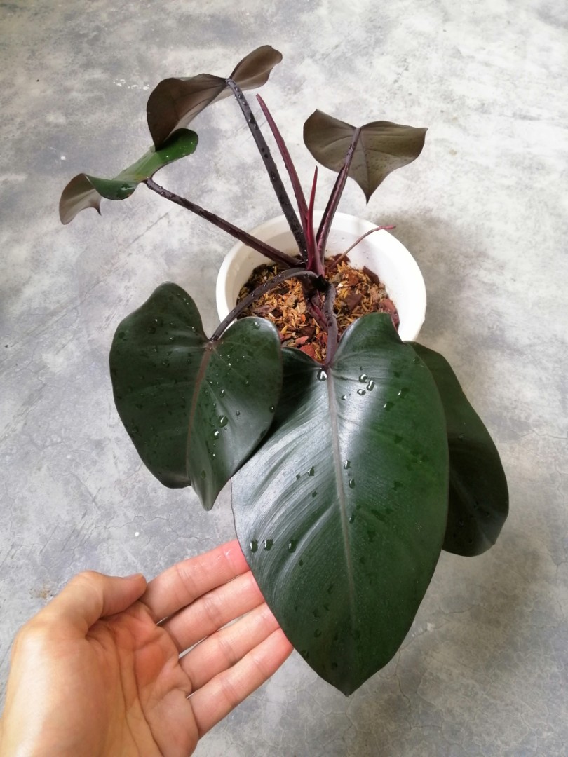 Philodendron Royal Queen Furniture Home Living Gardening Plants Seeds On Carousell