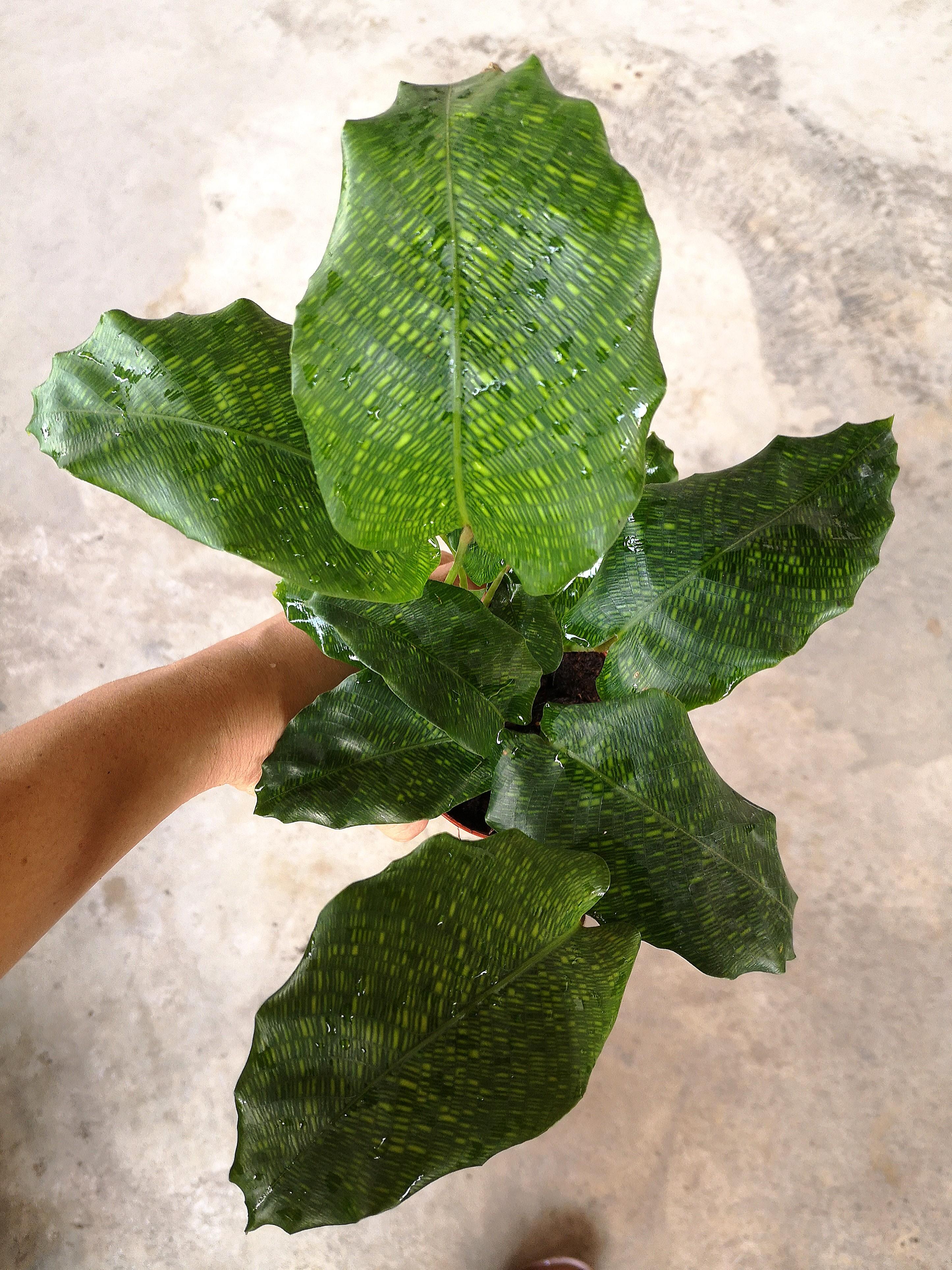 Rare Calathea Musaica Home Furniture Gardening On Carousell