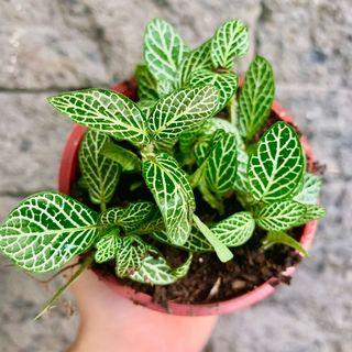 Indoor Plants For Sale View All Indoor Plants For Sale Ads In Carousell Philippines