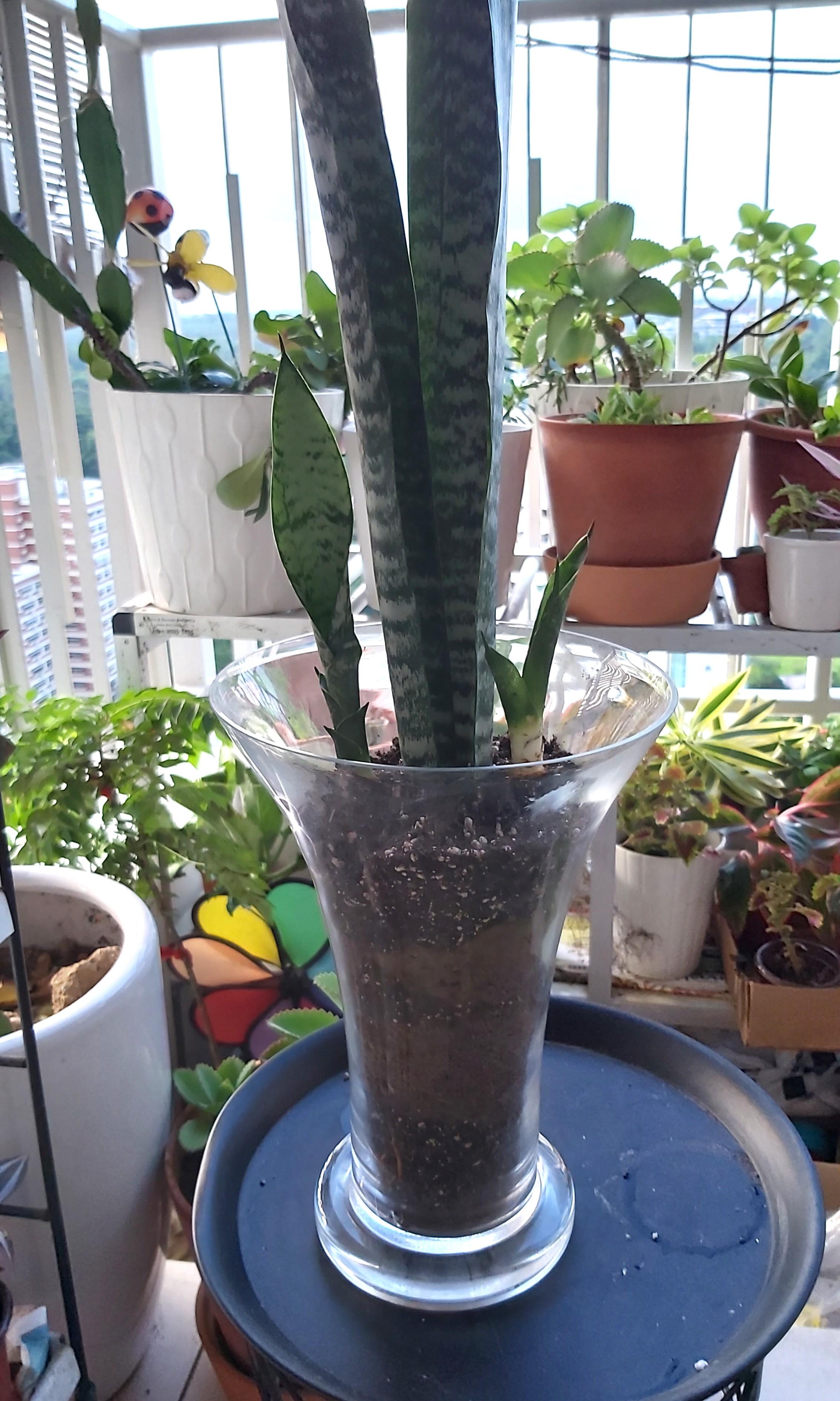 SNAKE PLANT IN TALL GLASS VASE, Furniture & Home Living, Home Decor