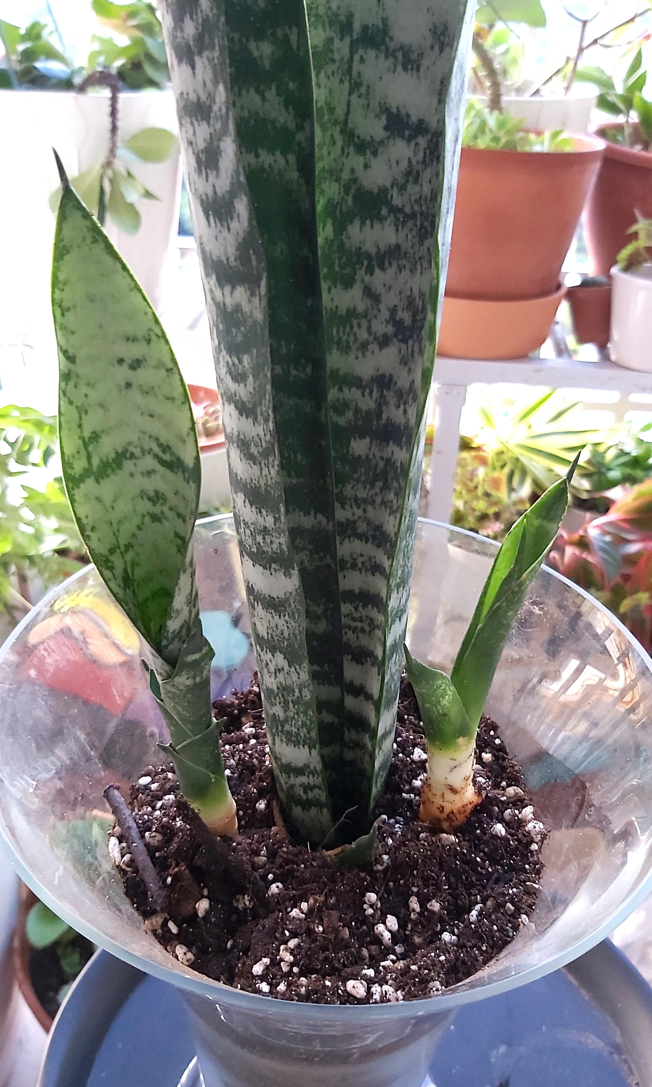 SNAKE PLANT IN TALL GLASS VASE, Furniture & Home Living, Home Decor