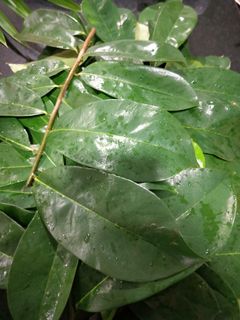 (Category: ) located in . Submitted by 100plants (Listing ID 1020990396, Image 1). Description: .