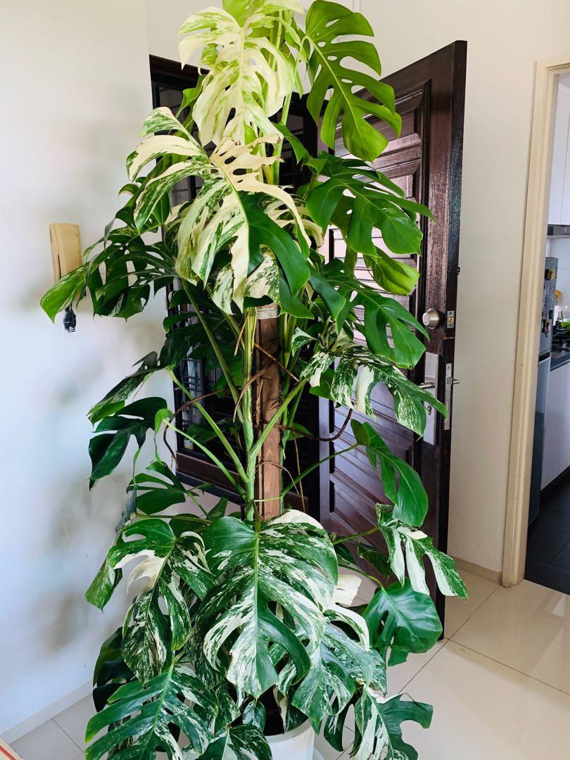 Variegated Monstera Albo Borsigiana Rooted Cutting ...