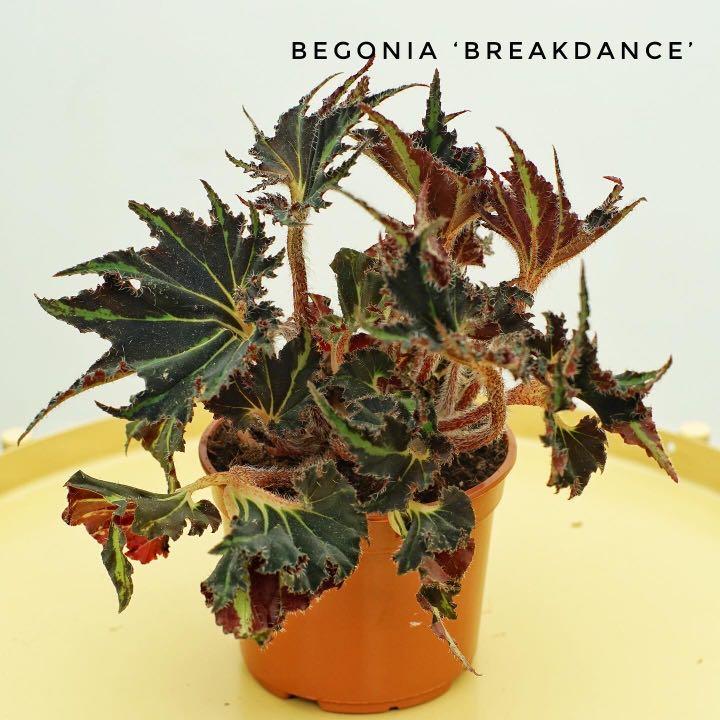 Begonia Breakdance Home Furniture Gardening On Carousell