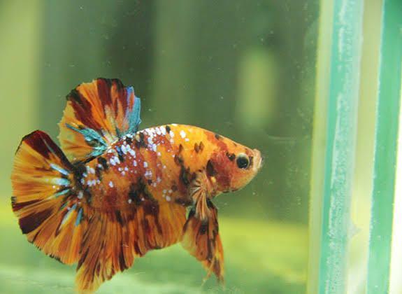 Cupang Nemo Plakat Fesyen Pria Aksesoris Lainnya Di Carousell