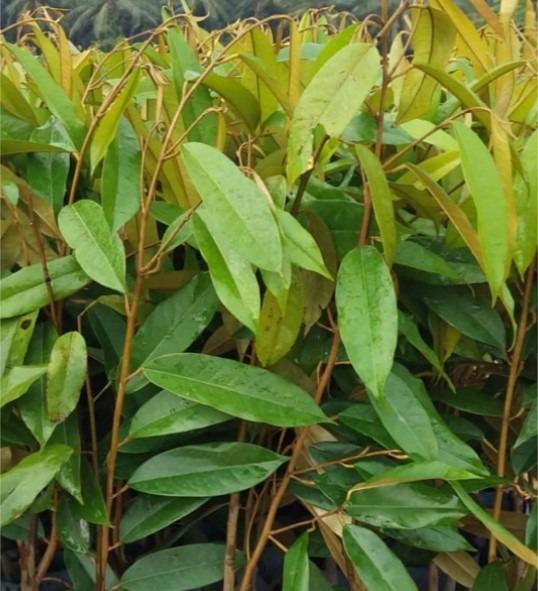 Free Shipping Anak Pokok Durian Musang King Home Furniture Gardening On Carousell