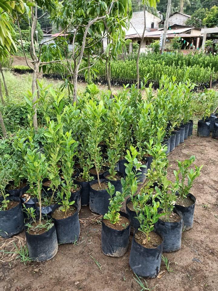 Fruit Bearing Lemon/Citrus Tree (Category: Plants & Seeds) located in Pasay City. Submitted by jayaberos (Listing ID 1021076855, Image 3). Description: Actual photos posted except the last two 2 ft or 65cm tall Delivery within the day in NCR thru your preferred courier(book it yourself) Limted stock, first come first served.