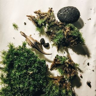 (Category: ) located in . Submitted by paper.plants (Listing ID 1021291686, Image 1). Description: .