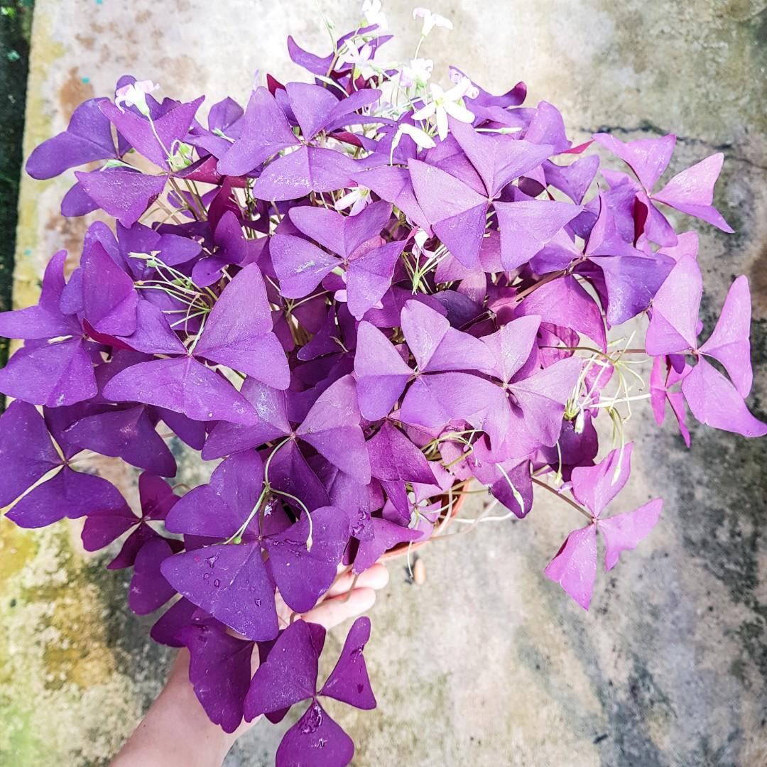 Occalis Triangularis Oxalis Triangularis, Furniture & Home Living, Gardening, Plants & Seeds ...