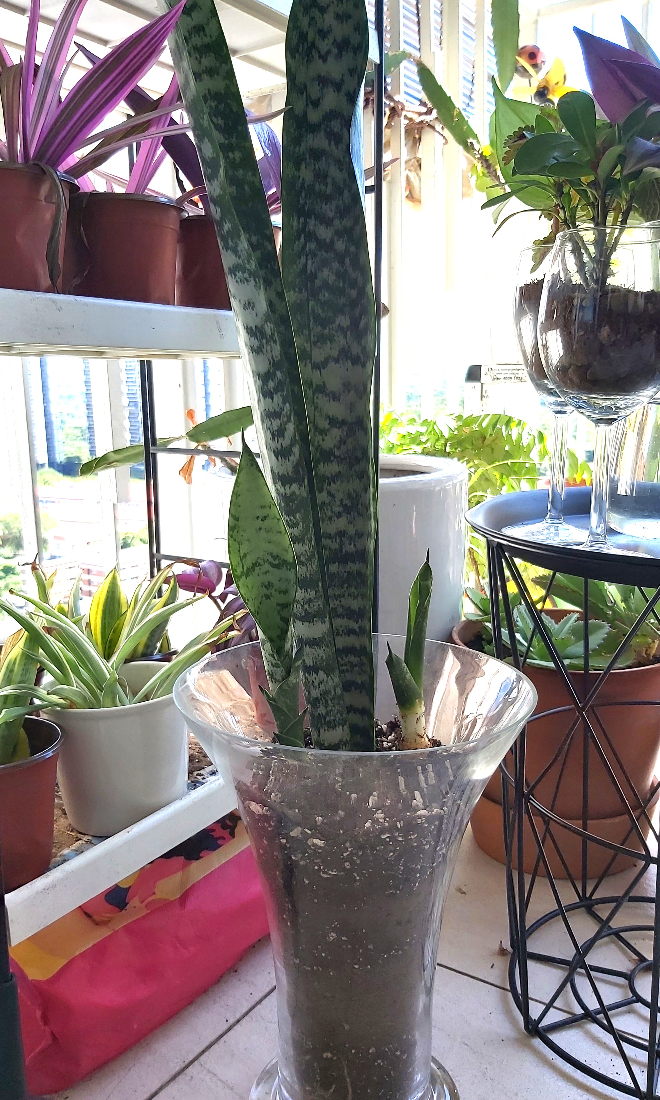SNAKE PLANT IN TALL GLASS VASE, Furniture & Home Living, Home Decor