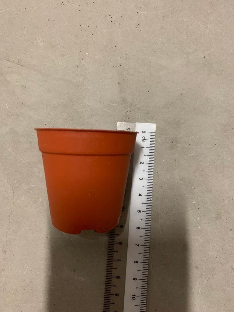 Tiny pots (Category: Pots & Planters) located in Singapore. Submitted by _foursevenn (Listing ID 261242286, Image 3). Description: DM to check available pieces. Cheap. Comes in different colours. All still in usable condition, as seen in photos. Previously potted succulents. Swipe for dimensions. Fast deal. .