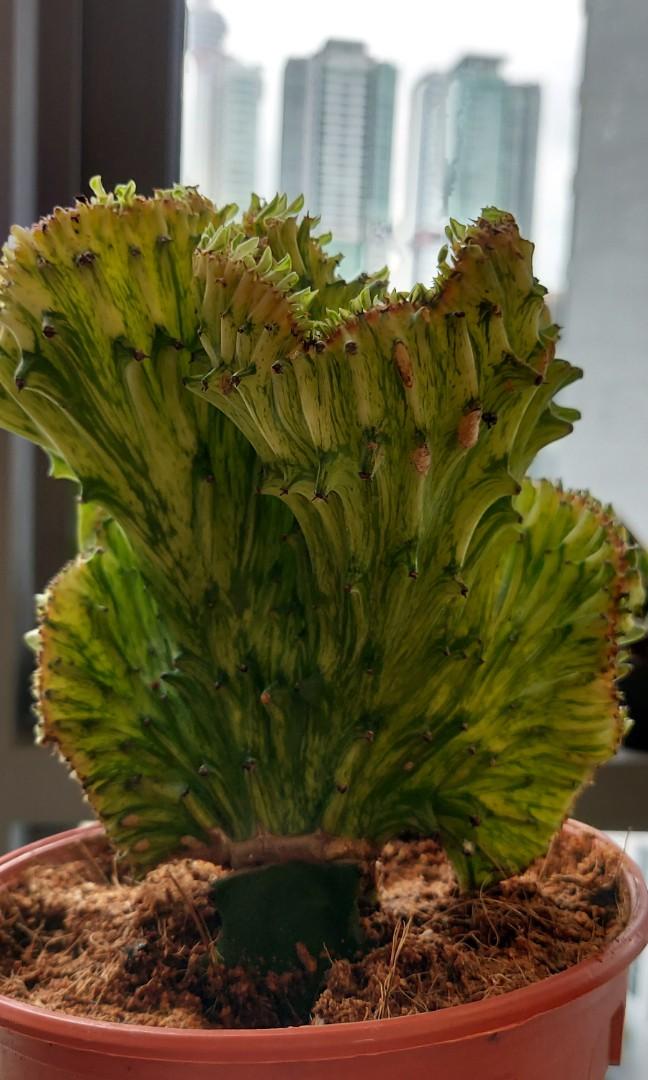 Uncommon Cactus Variegated Coral Home Furniture Gardening On Carousell