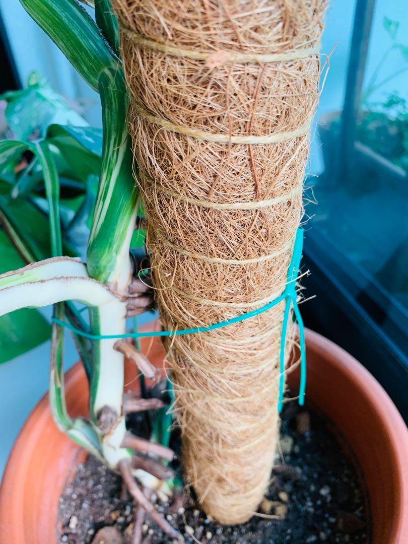 Variegated Monstera Albo Borsigiana, Gardening, Plants on ...